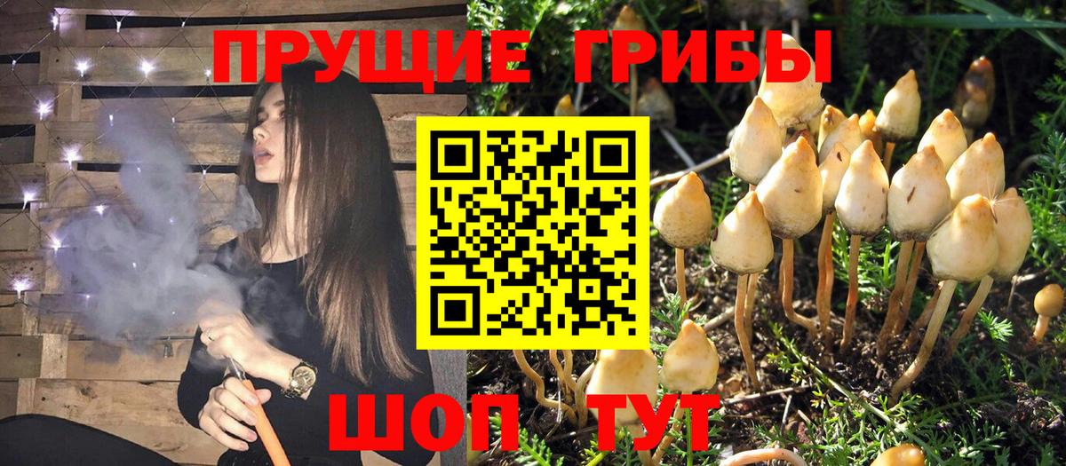 Псилоцибиновые грибы мухоморы Подольск